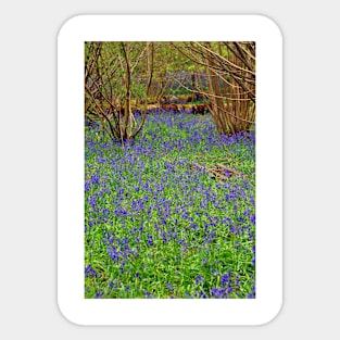 Bluebell Woods Basildon Park Reading UK Sticker